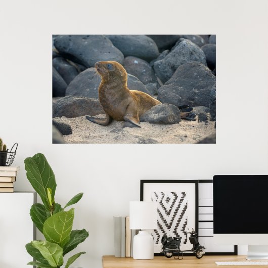 ガラパゴス ポスター (ホームオフィス)