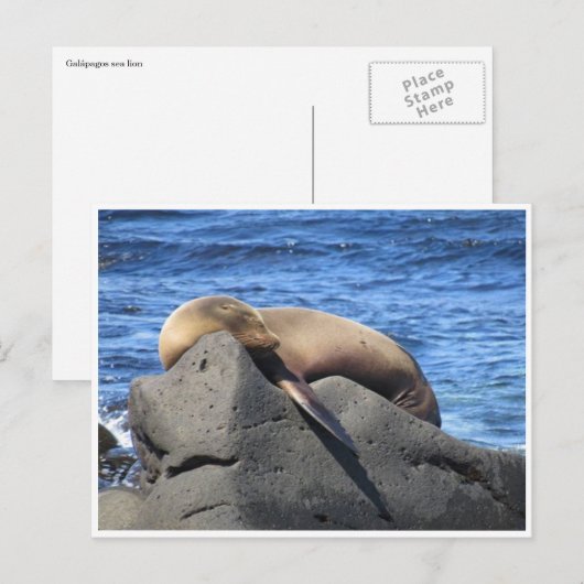 ガラパゴス ポストカード (正面/裏面)