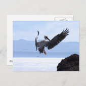 ガラパゴス ポストカード (正面/裏面)