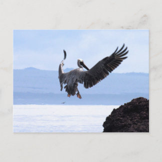 ガラパゴス ポストカード