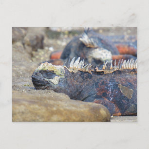 ガラパゴスiguana睡眠はがき ポストカード