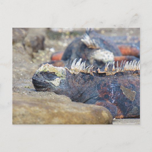 ガラパゴスiguana睡眠はがき ポストカード (正面)