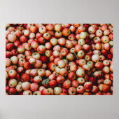 ガラリンゴ ポスター (正面)