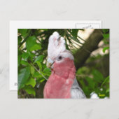 ガラ(バラブレスト/ローズテートコカトー) ポストカード (正面/裏面)