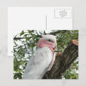 ガラ(バラブレスト/ローズテートコカトー) ポストカード (正面/裏面)