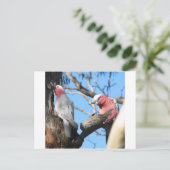 ガラ ポストカード (スタンド正面)