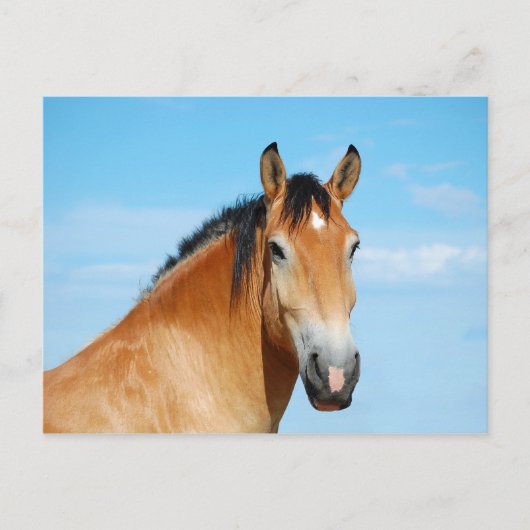 ガリバーヘッドショットはがき ポストカード (正面)