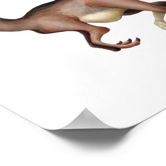 ガリミムス ポスター (角)