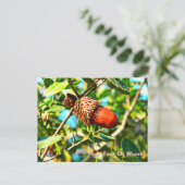 ガリラエアコーン ポストカード (スタンド正面)