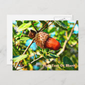 ガリラエアコーン ポストカード (正面/裏面)