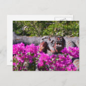 ガリ日本のー ポストカード (正面/裏面)