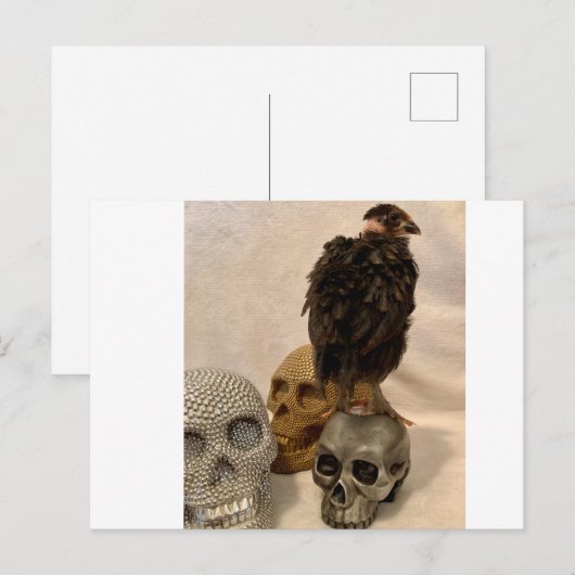 ガルゴイル ポストカード (正面/裏面)