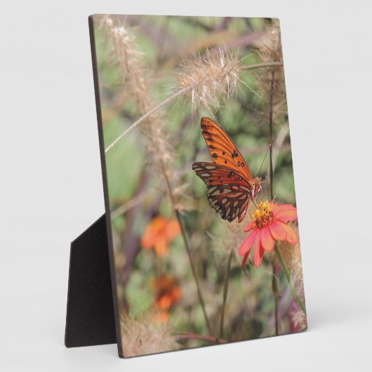 ガルフフリティラーオン《植物》百日草 フォトプラーク (側面)