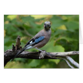 ガルーラスグランダリウス – Eichelher (正面横)