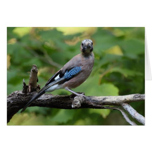 ガルーラスグランダリウス – Eichelher (正面横)