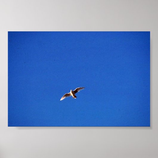 ガル ポスター (正面)