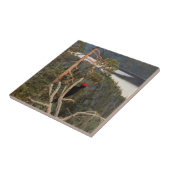 ガレン・カレーラ素晴らし – ブラックウッドペッカー1894 タイル (側面)