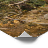 ガレン・カレーラ素晴らし – ブラックウッドペッカー1894 ポスター (角)