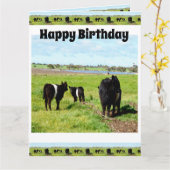 ガロウェイ牛フレーム、ビッグ誕生日カード カード (黄色い花)