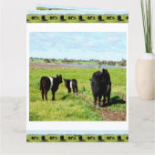 ガロウェイ牛フレーム、ビッグ誕生日カード カード (裏面)