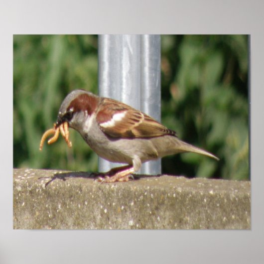 ガロールと貪欲なスズメのプリント ポスター (正面)