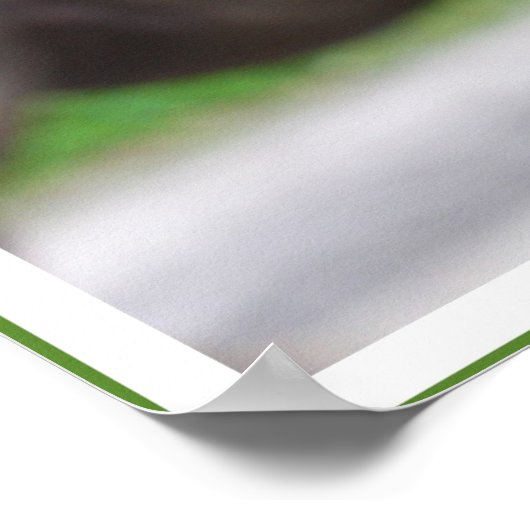 ガンジー引用文、動物を大切にする ポスター (角)