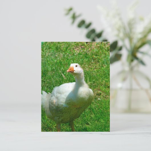 ガンダー ポストカード (スタンド正面)