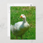 ガンダー ポストカード (正面/裏面)