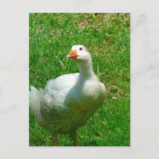 ガンダー ポストカード (正面)