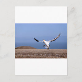 ガンネットがケープ誘拐者植民地に上陸 ポストカード