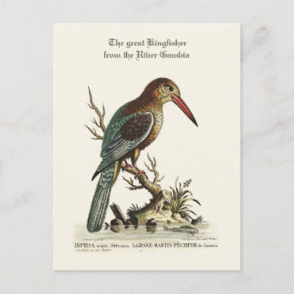 ガンビ素晴らしア川のカワセミ ポストカード