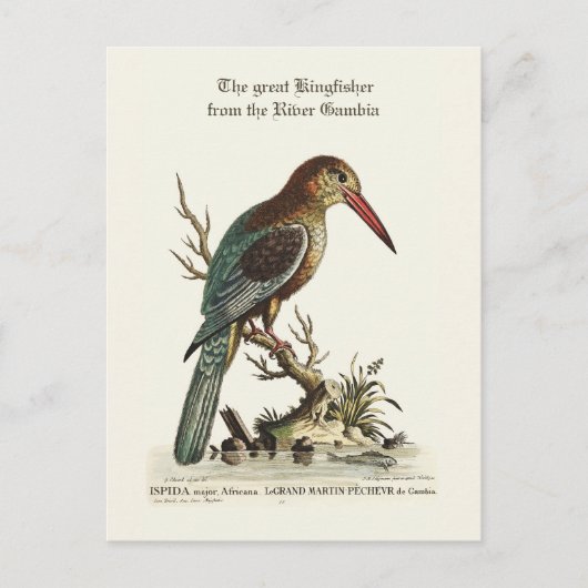 ガンビ素晴らしア川のカワセミ ポストカード (正面)