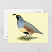 ガンベルズデザートウイル ポストカード (正面/裏面)