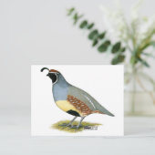 ガンベルズデザートウイル ポストカード (スタンド正面)