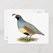 ガンベルズデザートウイル ポストカード (正面/裏面)