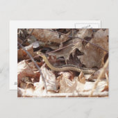 ガータースネーク ポストカード (正面/裏面)