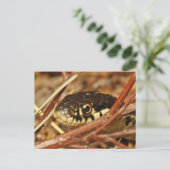 ガーターヘビ ポストカード (スタンド正面)