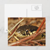 ガーターヘビ ポストカード (正面/裏面)