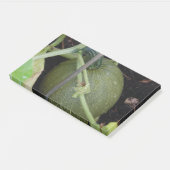 ガーデナーズスカッシュ ポストイット (アングル)