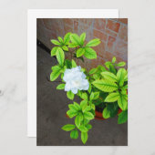 ガーデニアフラワーカ空白のード (正面/裏面)