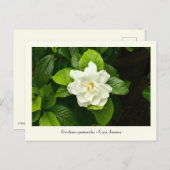 ガーデニア収集ポストカード ポストカード (正面/裏面)