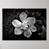 ガーデニア ポスター (正面)