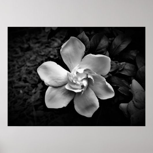 ガーデニア ポスター (正面)