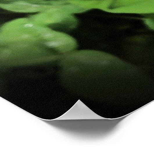 ガーデニア ポスター (角)