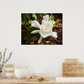 ガーデニア ポスター (キッチン)