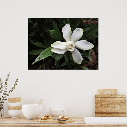 ガーデニア ポスター (キッチン)