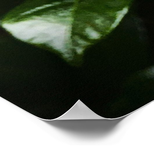 ガーデニア ポスター (角)