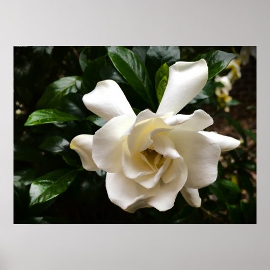 ガーデニア ポスター (正面)