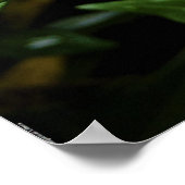 ガーデニア ポスター (角)