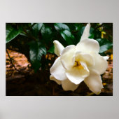 ガーデニア ポスター (正面)